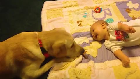 Dog Gently Plays With Baby