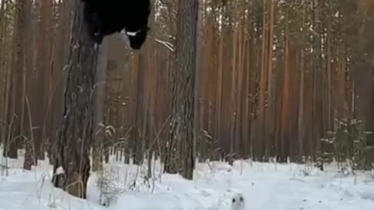 Dribbling skill is a lever drop black panther #shorts #viral #shortsvideo #video