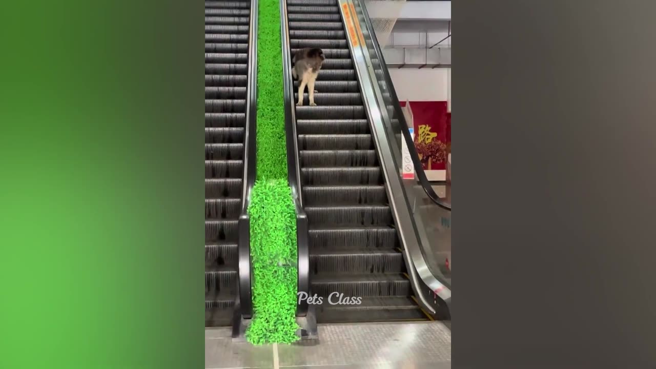 Funniest Animals.....Dogs & Cats Funny Video