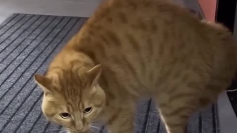 Funny Cats meows to speak Compilations