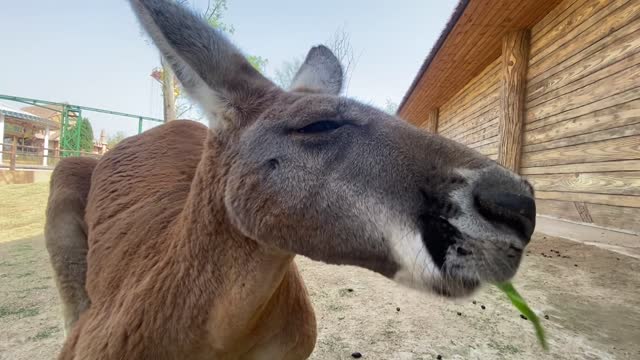 The donkey