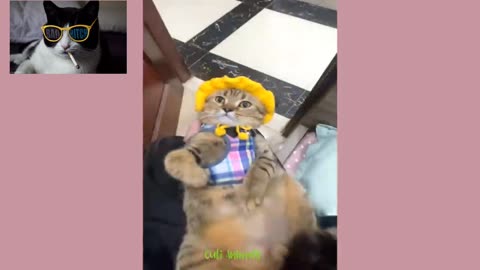 Cat 🐈🐈 funny clip funniest Animal Videos || factex1 ||