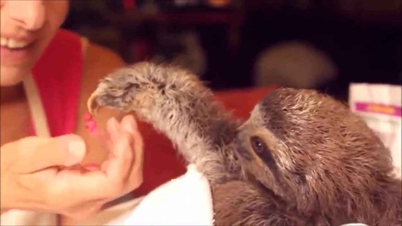 Baby Sloths Being Sloths - FUNNIEST Compilation