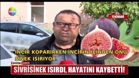 Sivrisinek salgını