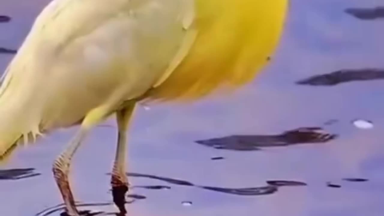 Amazing birds