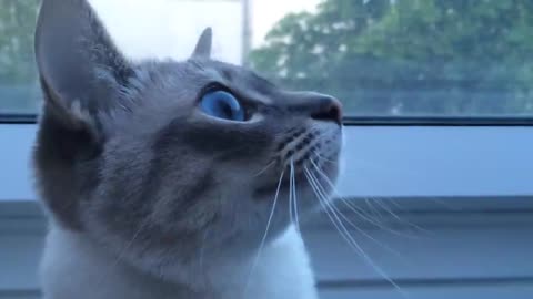 Katze schnattert funny