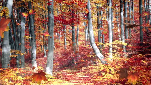 Celtic Music & Autumn Forest Ambience Background for Relaxing