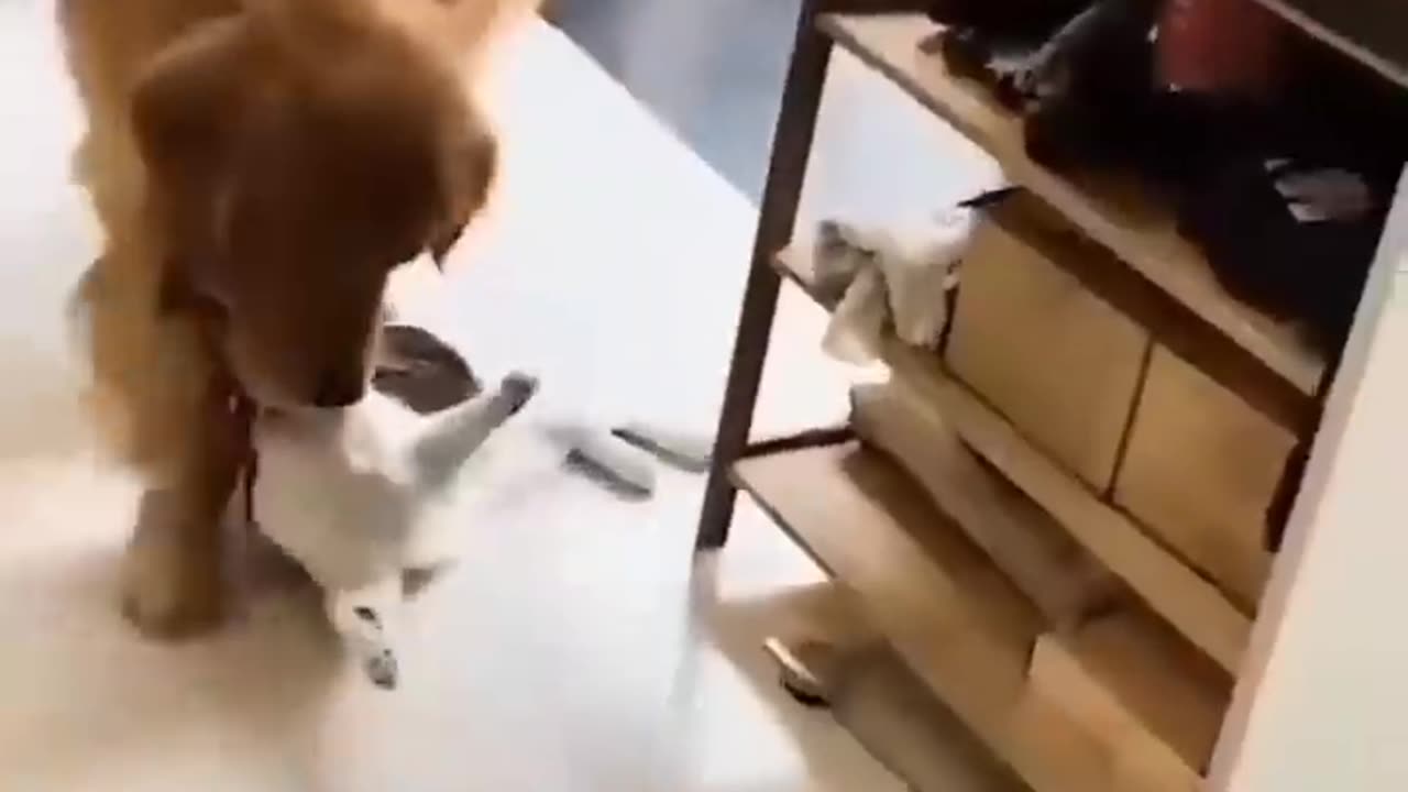 Frendship - Cat and Dog - Funny video