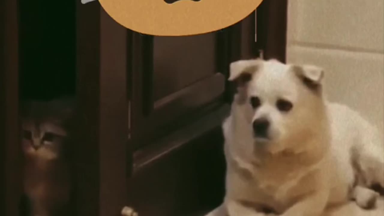 Funny videos