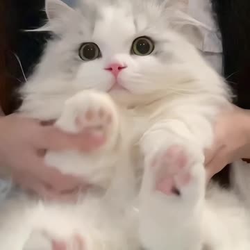 Funny cat video 🐈😺