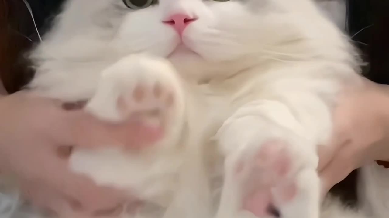 Funny cat video 🐈😺