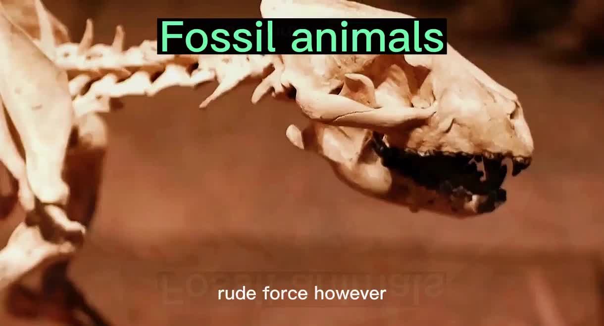 Fossil animals
