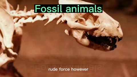 Fossil animals