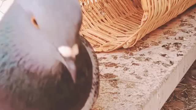 The strong pigeon attacks its breeder