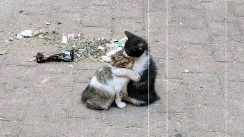 Love cat's 😚💋🐈