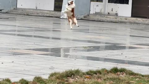 Whose dog is so happy?