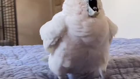 Cockatoo Screams at Owner's Singing