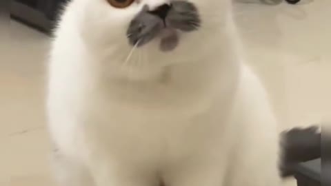 #CapCut #catsoftikok #cat #fyp #fyp #foryou #pet #cute #cutebaby