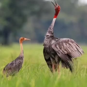 Amazing Animal Ceremony