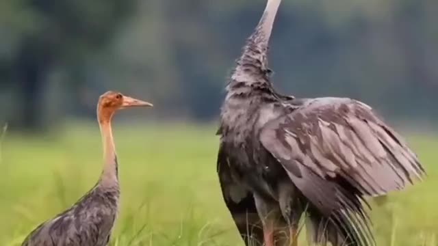 Amazing Animal Ceremony