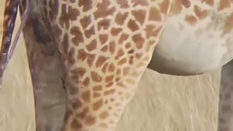 Lion attack giraffe: Lion vs giraffe