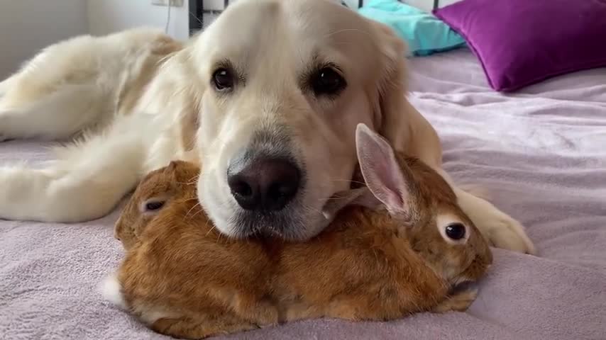 Golden Retriever uses his best friends rabbits as pillows!