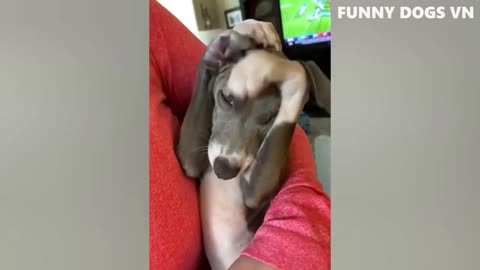 Funny dog when see beautiful