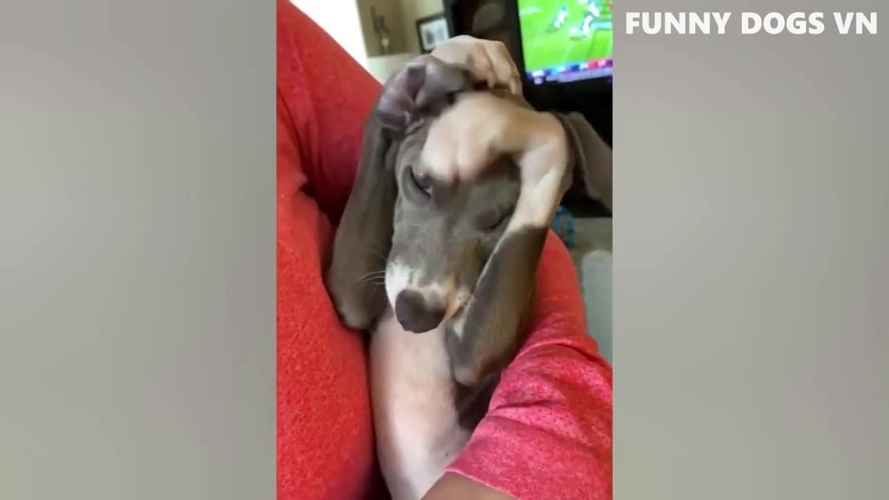 Funny dog when see beautiful