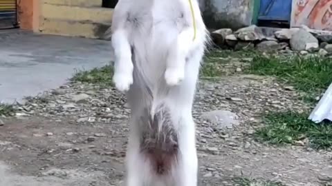 my cute dog dance ☺#viral#funny