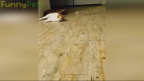 Funny Dog and Cat video