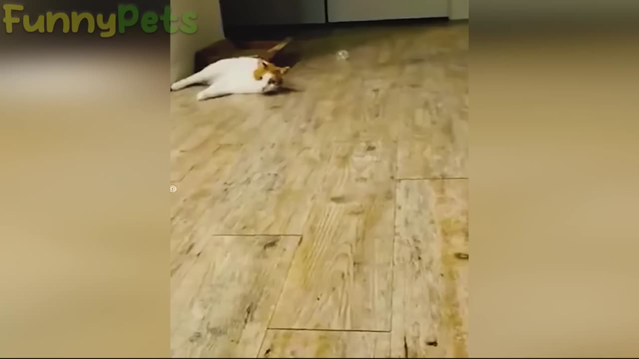 Funny Dog and Cat video