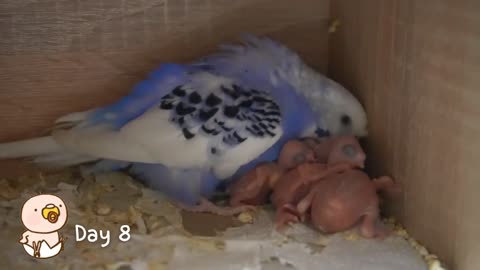 Watch 5 baby budgies growing day by day19