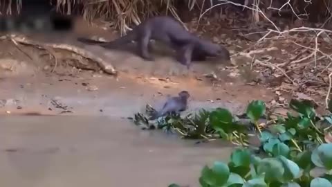 Great Animals