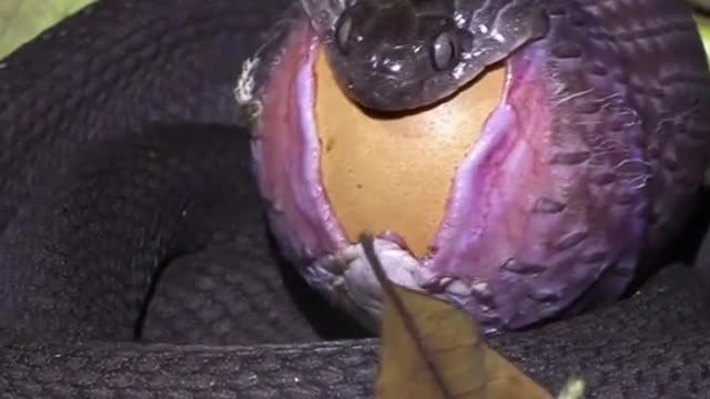 snake eating eggs