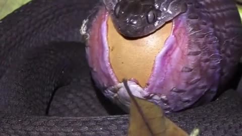 snake eating eggs