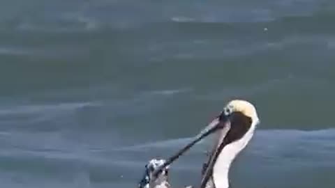 Eagle hunting fish