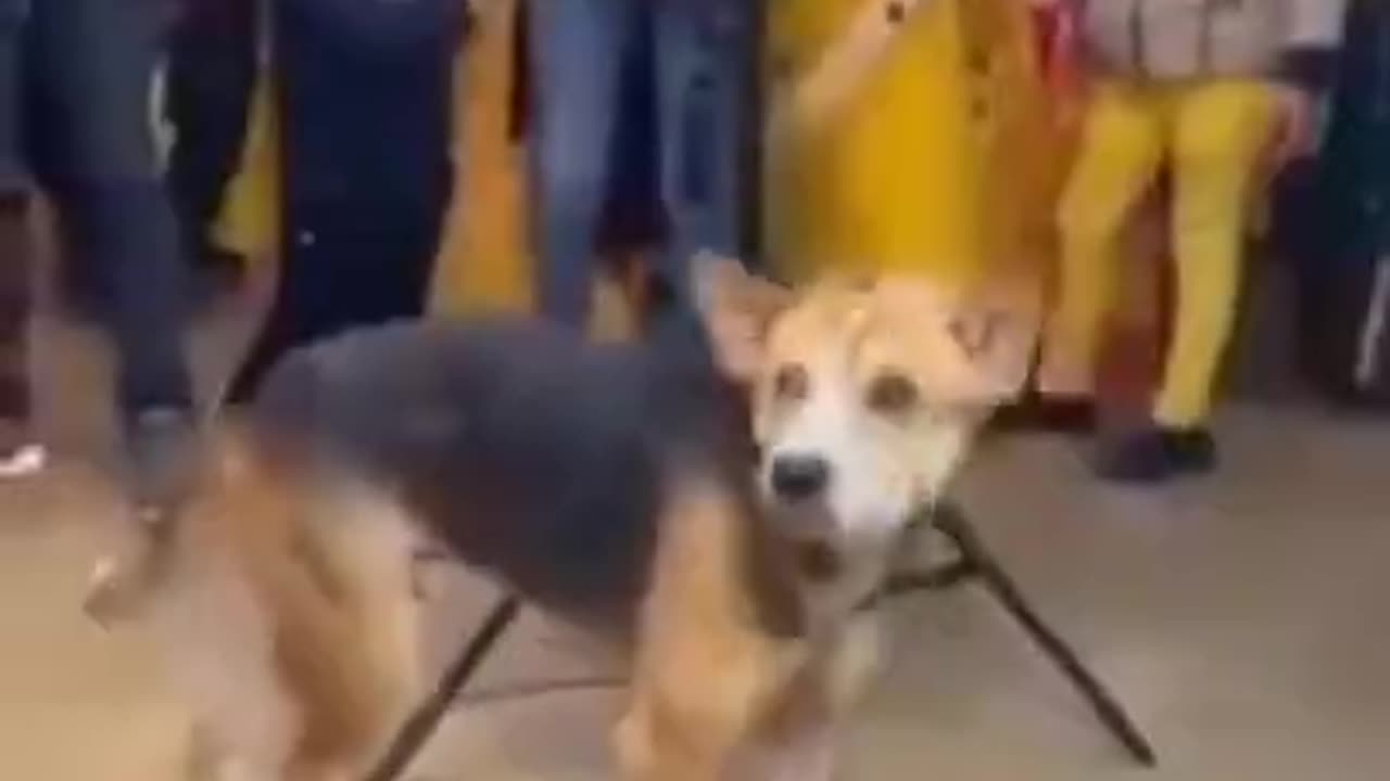 funny dog dancing #nice dance #funny dance #video