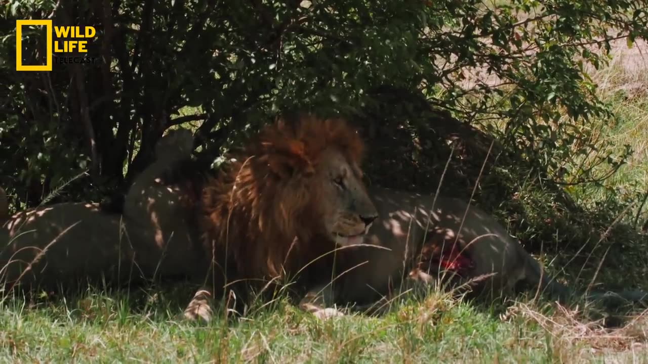 Animal life in Sawana Forest