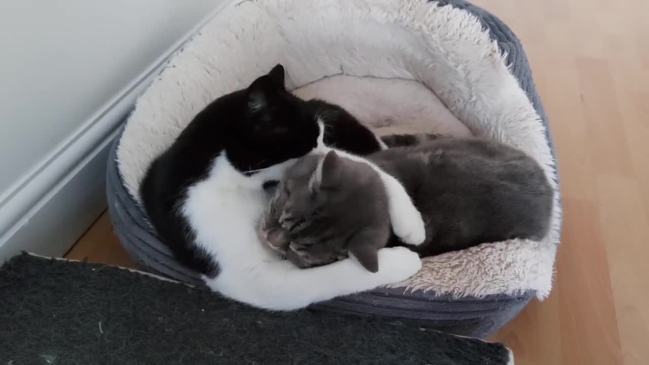 Cat Adorably Hugs And Kisses Other Cat😾😾