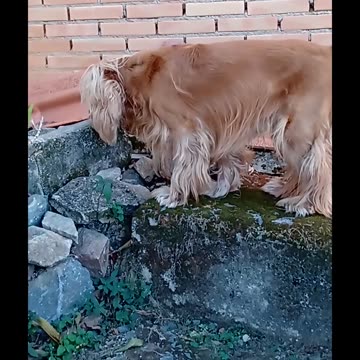 #beautifuldog, #dog, #animals