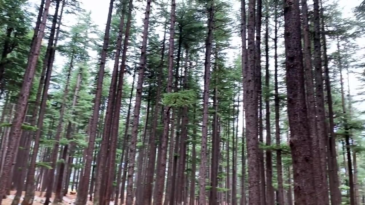 Kalam to Ushu Forest 🌲❤️| Most beautiful forest of the world | Swat kalam Kpk #shorts #youtubeshorts