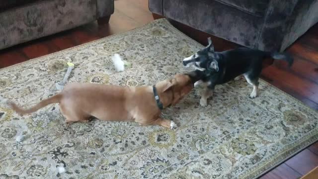 Jack and Eddie playing