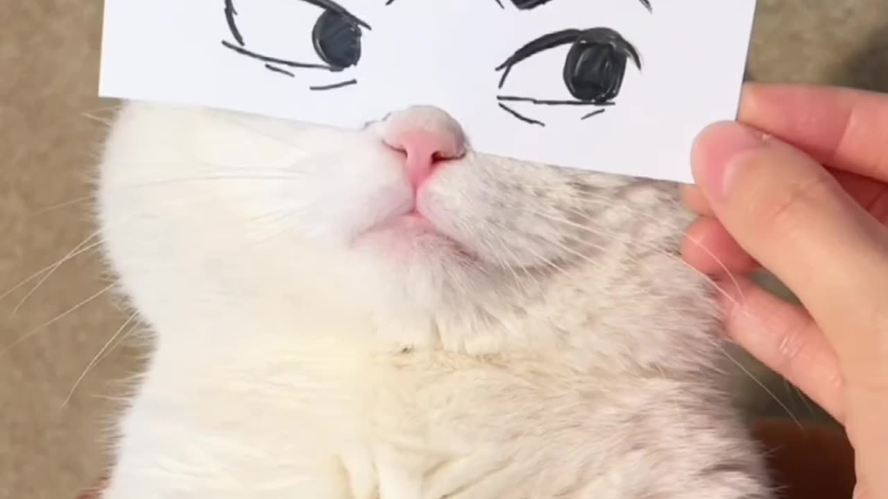 cat funny mask with paper