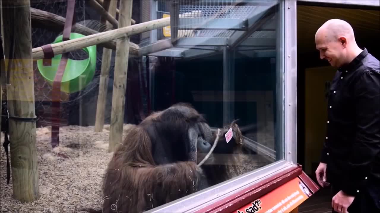 Monkeys react to magic