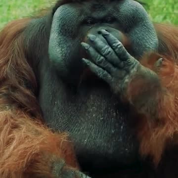 Orangutan enjoys a leisurely Sunday morning in the forest!