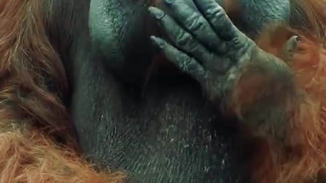 Orangutan enjoys a leisurely Sunday morning in the forest!