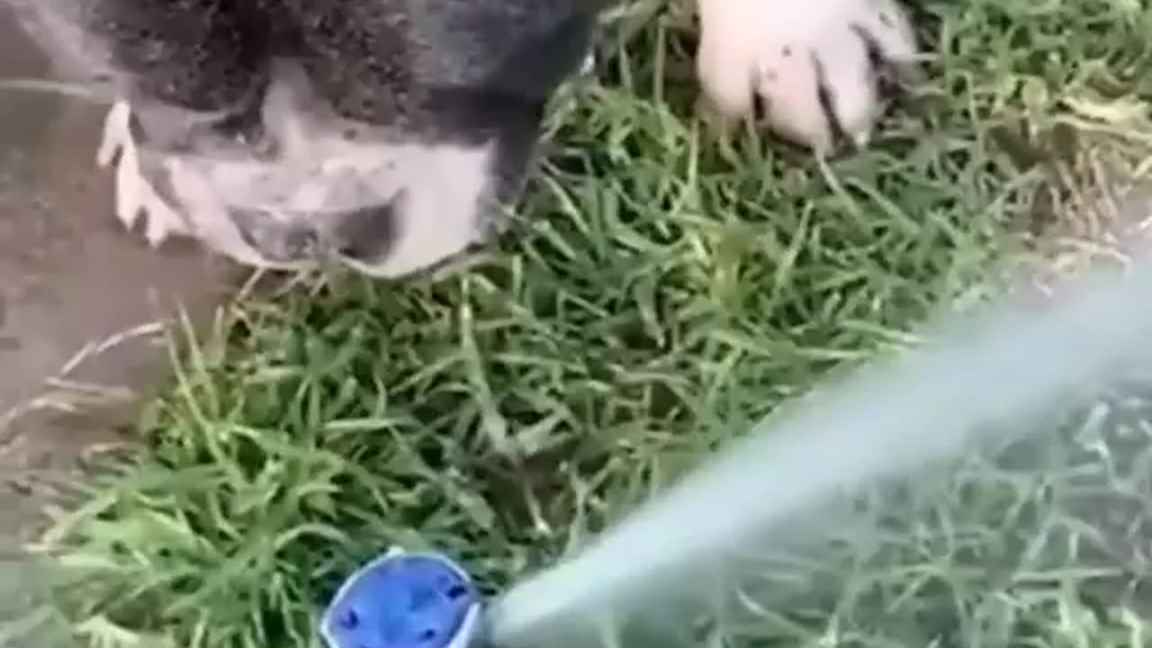 Funny animal clips.