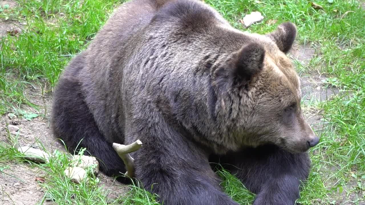 Brown Bear Bear Loop Endless Loop Fur Wild Animal