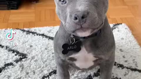 CUTE PITBULL