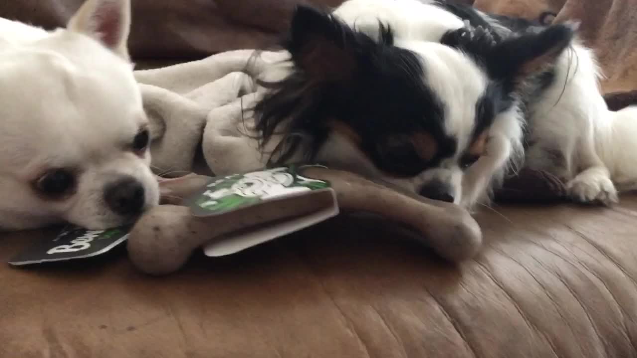 Greedy Chihuahua won't share, but watch what happens